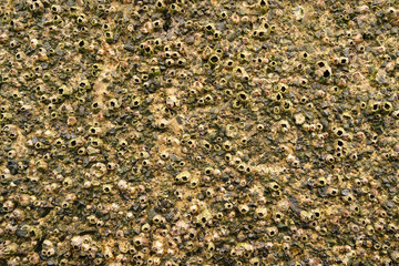 Large flat view of a seawall at low tide, visible acorn barnacles.