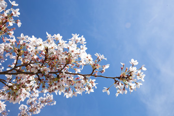 Blossom tree and blue sky natural spring flowers background