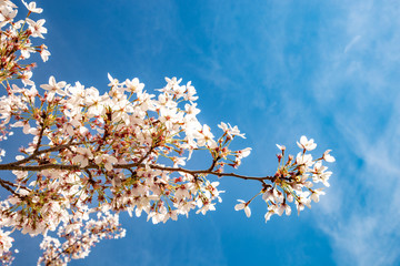 Blossom tree and blue sky natural spring flowers background