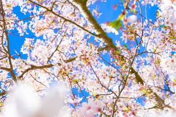 Blossom tree and blue sky natural spring flowers background