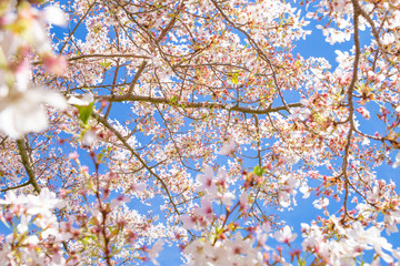 Blossom tree and blue sky natural spring flowers background