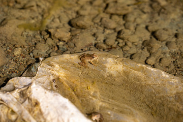 Frog in lake shore