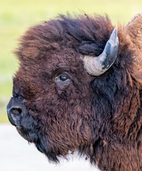 American Bison closeup in Badlands National Park