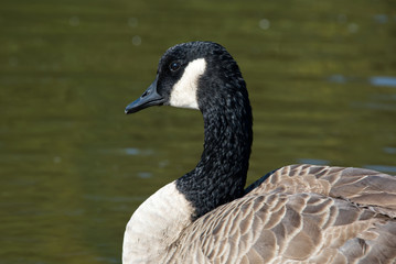 A wild Canadian goose in the early morning.