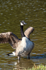 A wild Canadian goose in the early morning.