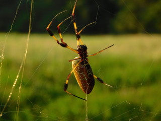 Golden orb spider