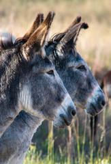 Fototapeta premium wild burros in Wind Cave National Park