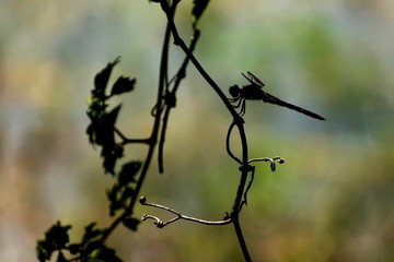 Dragonfly silhouette