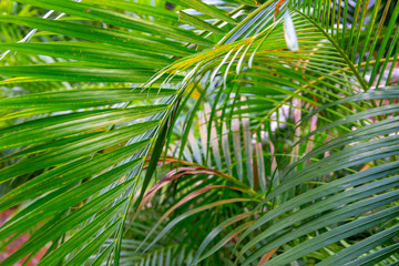 Green leaf of tropical plant. Decorative flora in sunlight. Fluffy leaf of palm as houseplant. Tropical plant abstraction