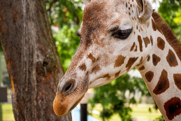 Naklejka na ściany i meble adorable portrait of a giraffe at the zoo