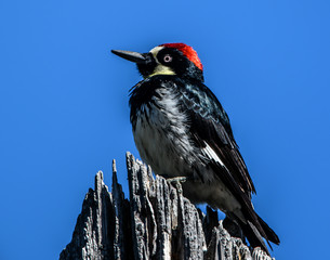 Acorn Woodpecker in tree