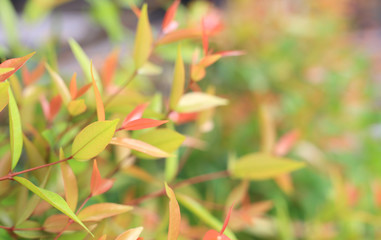 Young tree leaf on blurred background in the summer garden. Close-up nature leaves in field for use in web design or wallpaper.