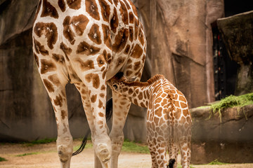 Lovely Young Baby Giraffe Nursing at the zoo