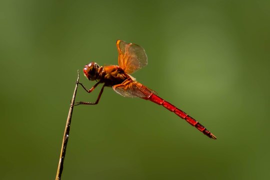 red dragonfly