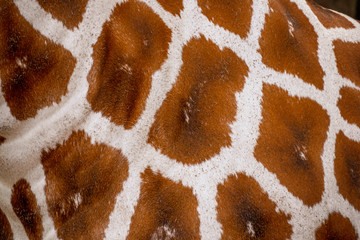 Giraffe skin and fur texture and Background