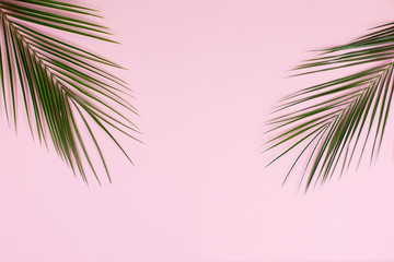 Fototapeta na wymiar green leaves of palm tree on pink background
