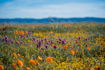 Orange California Poppies and Purple Owl's Clover in field with yellow flowers