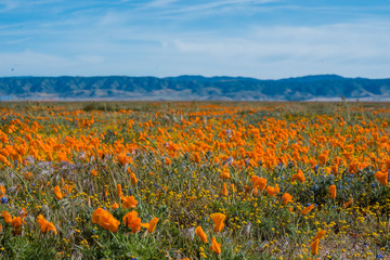 Orange California Poppies in field in front of mountains
