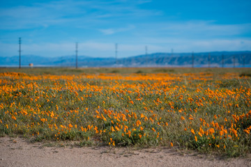 Orange California Poppies with transmission power lines