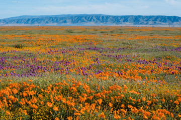 Orange California Poppies and Purple Owl's Clover in field in front of mountains