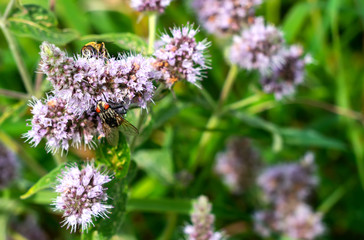 Close-up of horse mint o Mentha longifolia buddleia with fly and bee