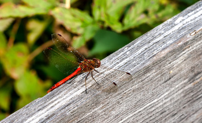 The Red Dragonfly, also known as Red-Veined Darter or Nomad, sitting on a wooden beam