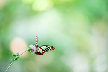アザミの花にとまるアサギマダラ