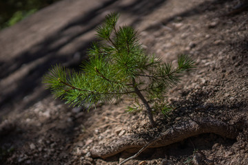 Baby pine tree in San Gabriel mountains 