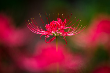 赤い彼岸花のクローズアップ