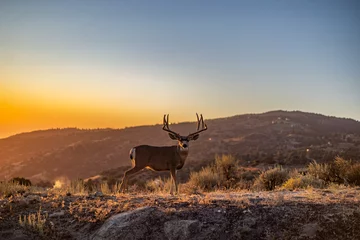 Selbstklebende Fototapeten 12 point mule deer buck in mountains with sunset © Katherine