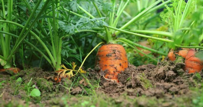 Woman hand pulls out ripe red carrot in garden bed. Carrot growing in the open air on a bed of organic. Close up angle. Grandmother's care. Organic farming concept of ecological no GMO farm food.