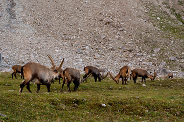 Alpensteinbock Herde Österreich
