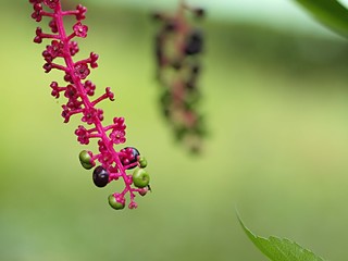 ヨウシュヤマゴボウの実