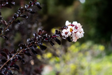 Black Diamond Pure White Crape Myrtle black leaves flower in bloom at Huntington Garden