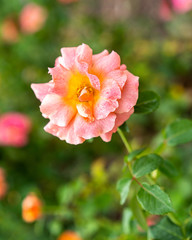 Fototapeta premium Easy Does it pink peach rosebush