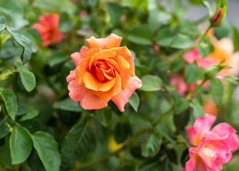 Easy Does it pink peach rosebush