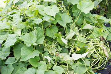 Growing in an organic garden