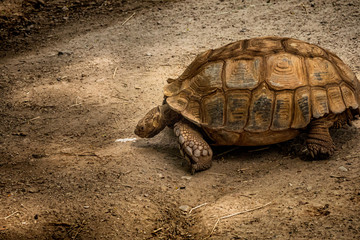 Obraz premium Large tortois crawling around on the ground