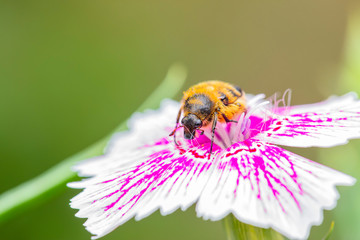 Oxycetonia jucunda, closeup