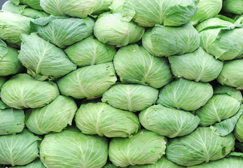 Fototapeta na wymiar Stacking cabbage in pile in harvest season