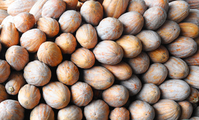 close up on squash pile in farm in harvest season