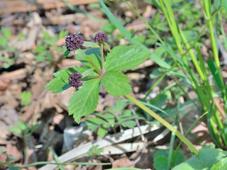 Small spring flower 1
