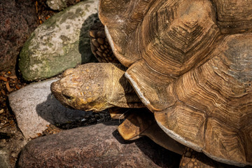 Large tortois crawling around on the ground