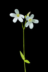 Obraz premium Small white flower (Cerastium pauciflorum) 4