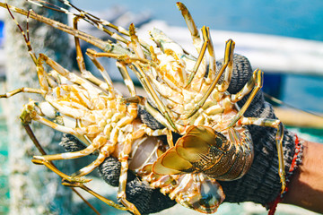 The raw lobster for restaurants