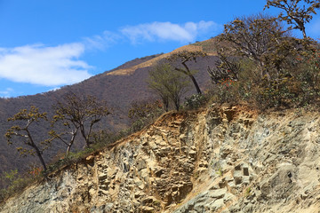 Tropical dry forest with cacti and trees overgrown with beard lichen (Usnea) on the top of a hillside in Loja Province in Southern Ecuador