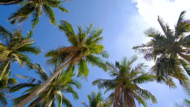 Coconut trees or palm tree. Royalty high-quality free stock video footage of coconut trees or palm tree with view up or bottom view in sunshine. Lush green foliage, coconut trees, sunlight upper view