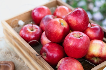 Many fresh apple in the wood box at garden - photo
