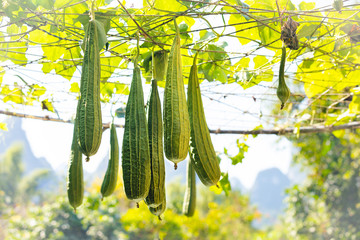 Angular sponge gourd plant in natural environment