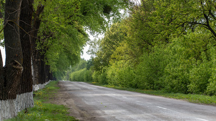 Asphalt road surrounded on both sides by green trees reaching the horizon